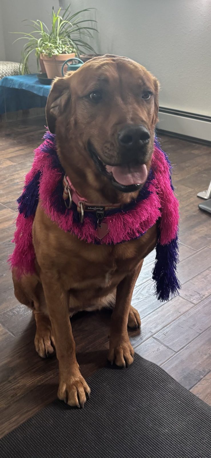A lab in a pink feather boa