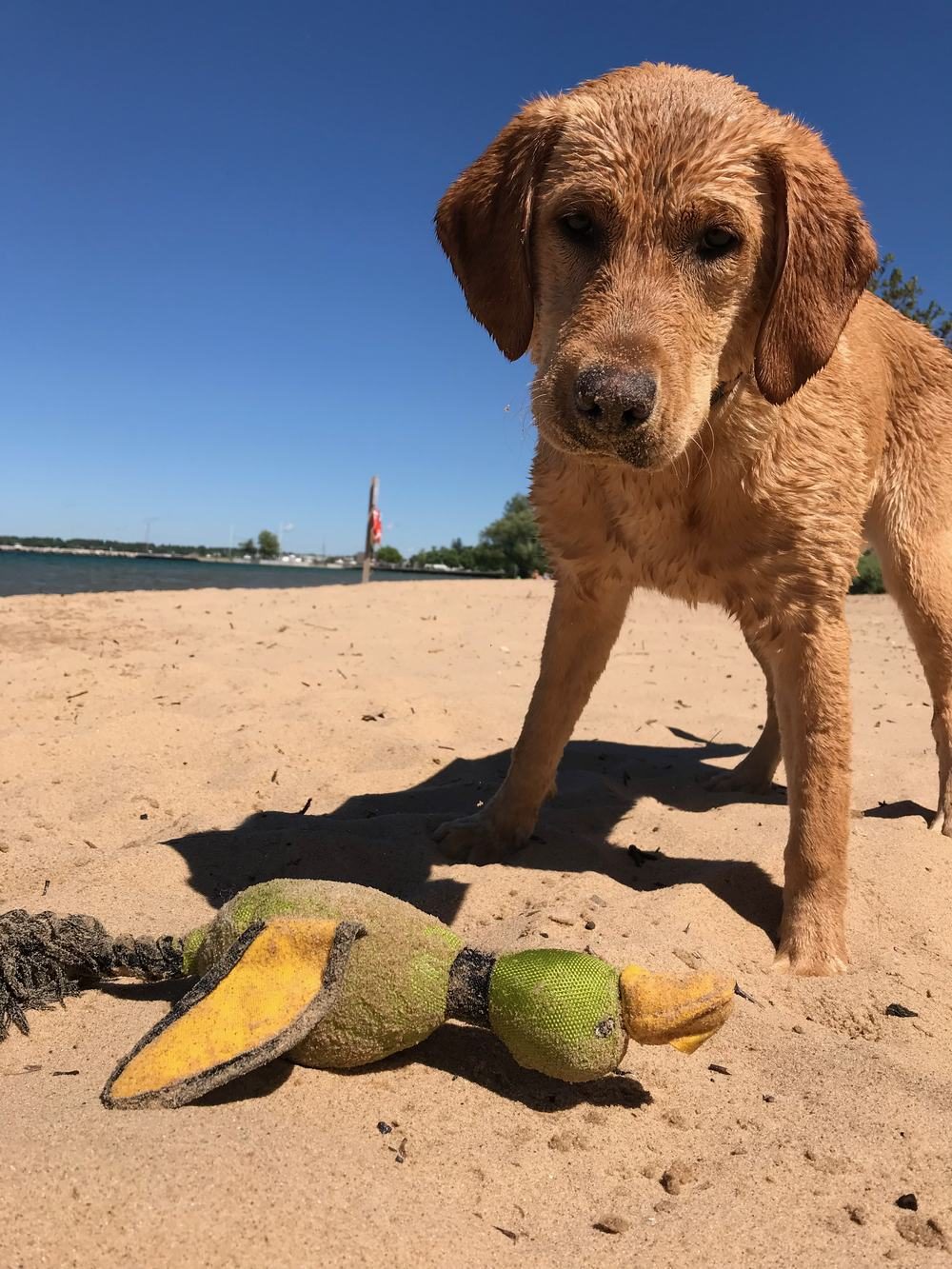 A wet dog standing over a duck toy