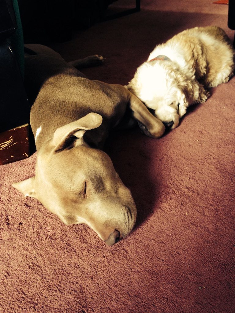 A weimaraner and cocker spaniel asleep nose to nose