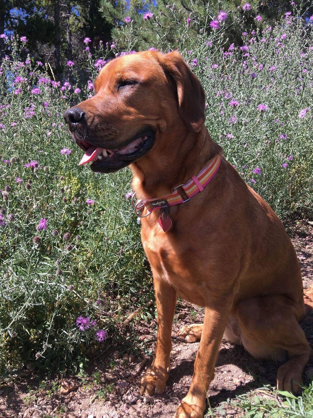 A red lab among mountain wildflowers