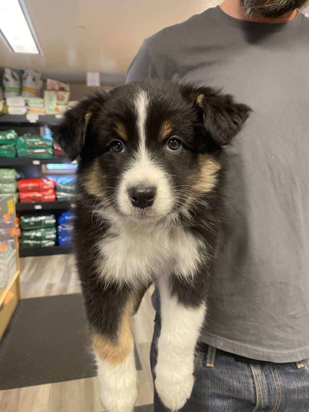 An Australian Shepherd puppy in the aisle